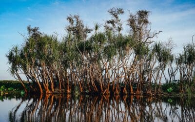Mangrove trees: The carbon-capturing superheroes of the coast
