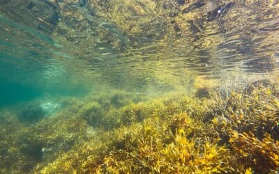 Kelp Forests: A Hidden Gem that Can Help Save the Planet